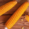 Kukuřice Zea Mays 3