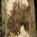 Agarové dřevo (oud) Aquilaria agallocha i A. malaccensis (Thymelaeaceae) 3