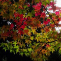 Ambroň Liquidambar Styraciflua 3