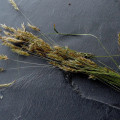 Tomka vonná Anthoxanthum Odoratum 3