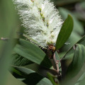 Banksie australská  Banksia 3