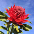 Waratah Telopea Speciosissima 3