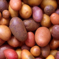 Brambory Solanum Tuberosum 3
