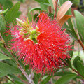 Štětkovec Callistemon Spp. 3