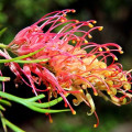Grevilea Grevillea Banksii 3