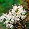 Ledum Ledum Groenlandicum 3