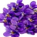 Fialka Viola odorata 3
