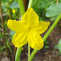 Květ okurky Cucumis Sativus L. 3