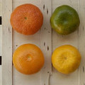 Zelená mandarinka Citrus Reticulata 3