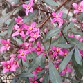Boronia Boronia megastigma 3
