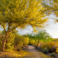 Strom palo verde Parkinsonia Aculeata 3