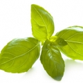 Bazalka Ocimum basilicum 3