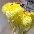 Slaměnka Helichrysum angustifolium 3