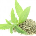 Citronová verbena Aloysia citrodora 3