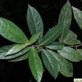 Capitiú Siparuna Guianensis Aubl 3