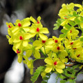 Sekvoje Paubrasilia Echinata 3