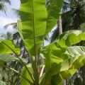 Banán Musa paradisiaca ssp. sapientum 3