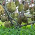 Durian Durio Zibethinus 3