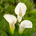 Kala Zantedeschia Aethiopica 3