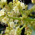 Liči květ Litchi chinensis inflorescentia 3