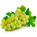Zelené hrozno Vitis Vinifera L. 3
