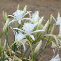 Mořský narcis Pancratium Maritimum 3