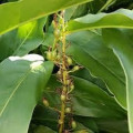 Květ kardamomu Elettaria Cardamomum 3