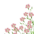 Hvozdík pyšný Dianthus Superbus 3