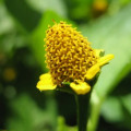 Hřebíčkovec Acmella Oleracea 3