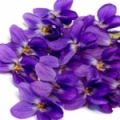 Fialkový list Viola odorata 3