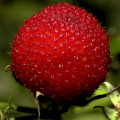 Červená moruše Rubus Rosifolius Sm. 3