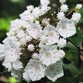 Bobkový list Laurus nobilis 3