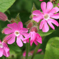 Silenka Silene dioica 3