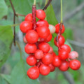 Čínská magnólie Schisandra Chinensis 3
