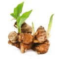 Aromatický zázvor Kaempferia Galanga 3