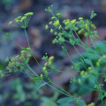 Prorostlík srpovitý Bupleurum Chinense 3