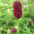Krvavec toten Sanguisorba Officinalis 3