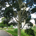 Caesalpinia leiostachya Caesalpinia Leiostachya 3