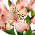 Alstroemeria Híbrido Alstroemeria-Aurea 3