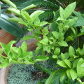 Palestinian Sweet Lime Citrus Limettioides 3