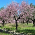 Mandlový květ  Prunus amygdalis var. amara (Rosaceae) 3