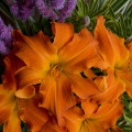 Daylily Hemerocallis Hybrid 3