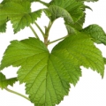 Květ černého rybízu Ribes nigrum, R. sanguineum (Grossulariaceae) 3