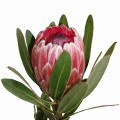 Protea Protea L. 3