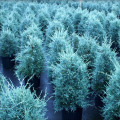 Australian Blue Cypress Callitris Intratropica 3