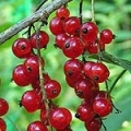 Červený rybíz Ribes Rubrum 3