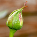 Rosebud Rosa 3