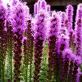 Liatrix Liatris 3