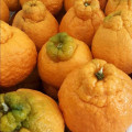 Pokan Citrus poonensis 3