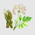 Angelica Root Angelica Archangelica 3